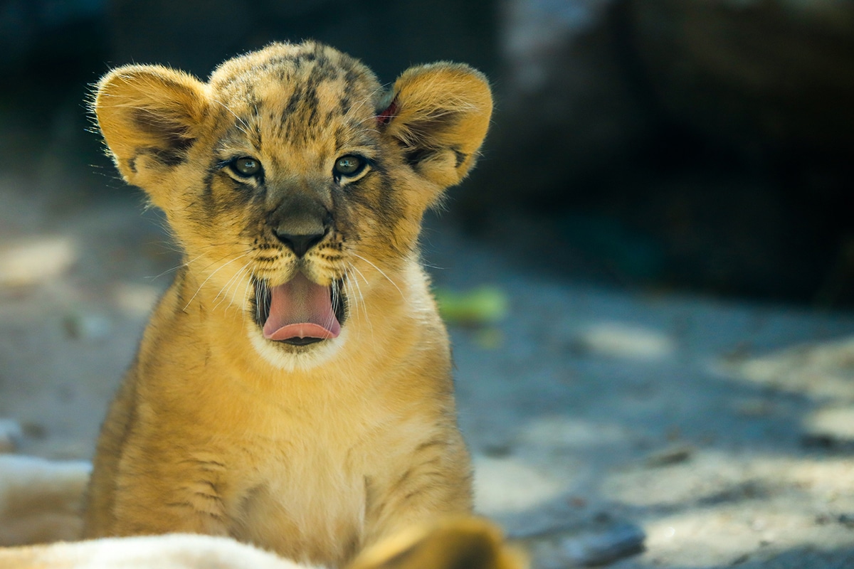 Paws Amp Smiles Welcoming The Denver Zoos Lion Cub Quartet Blog